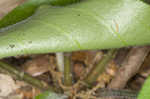 Wild comfrey